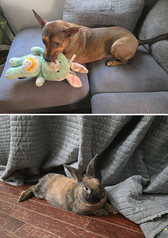 A dog resting on a couch with a toy and a rabbit lying on a wooden floor near a curtain, showing clueless partners.