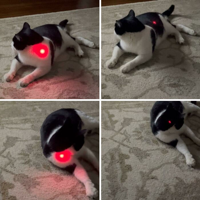 Black and white cat lying on carpet with a red laser dot on its body, showing comparison pics of variety and playfulness.