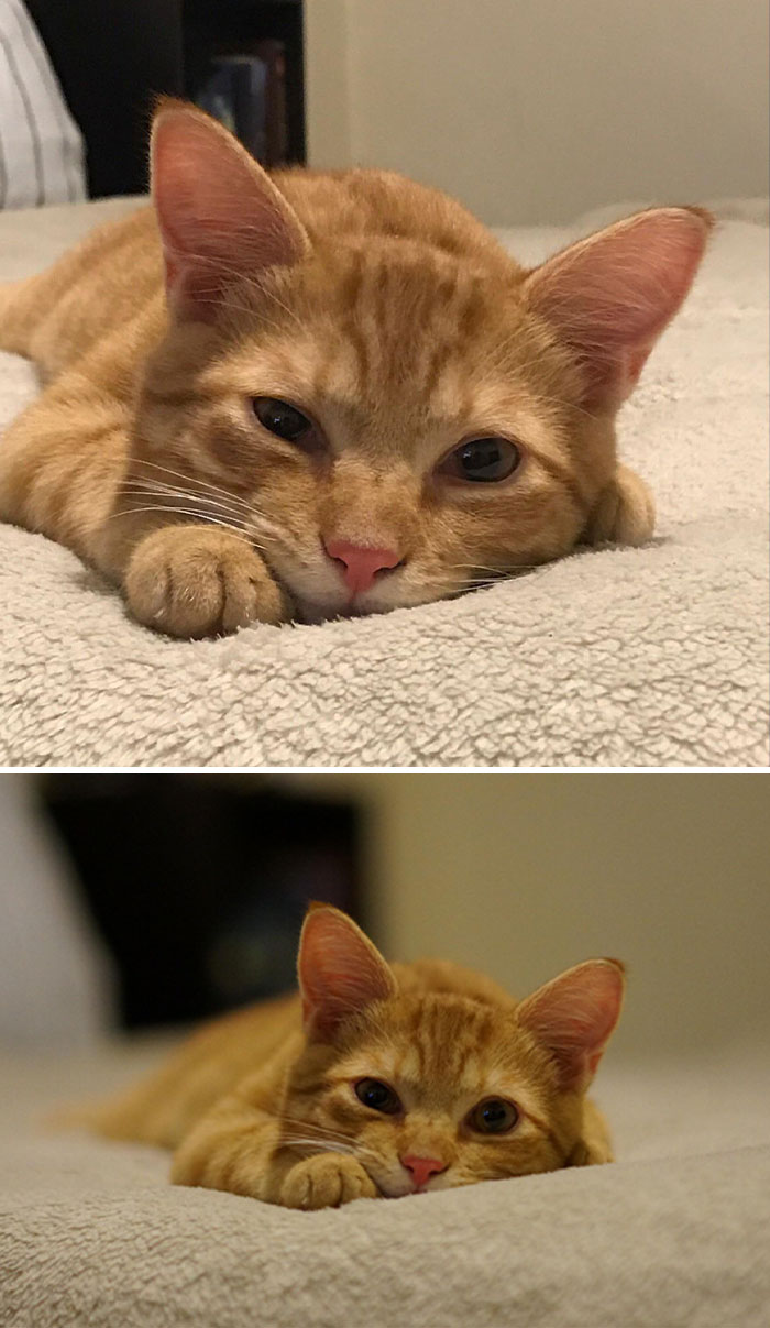 Close-up comparison pics of an orange tabby cat lying on a soft beige blanket showing variety in expressions.