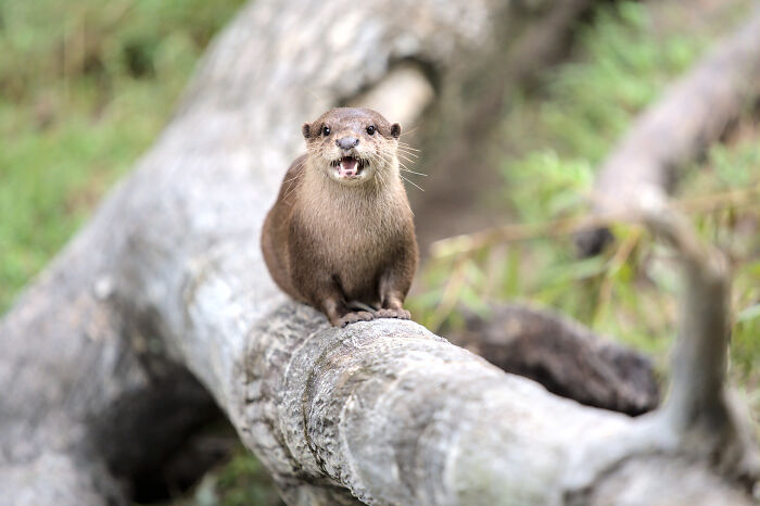 Otter on a fallen tree branch showing its teeth, illustrating ways to call out corporate pals’ lies politely or rudely.