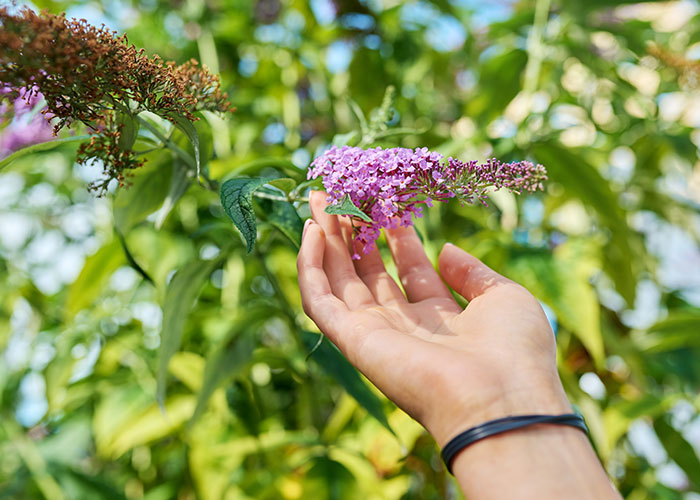 Hand holding a purple flower in a garden, representing a woman&rsquo;s garden after MIL landscaped it without permission.