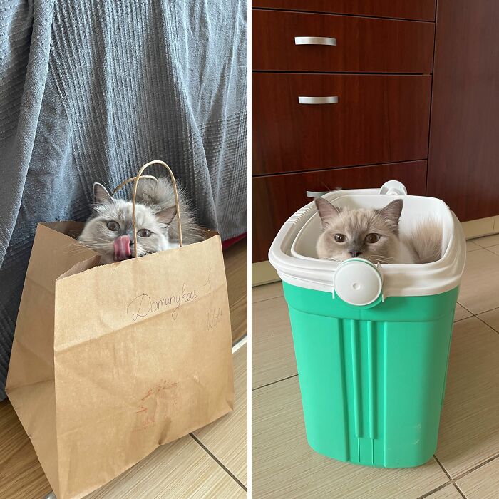 Hey Pandas, Share The Silliest Spot Your Pet Has Claimed As Their Throne (Closed)