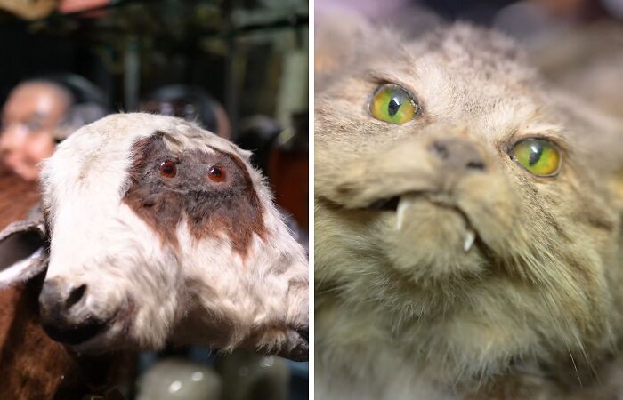 From Viral Tweets To Dusty Cabinets: How I Turned My Collection Of Oddities Into A Real Museum In Dublin