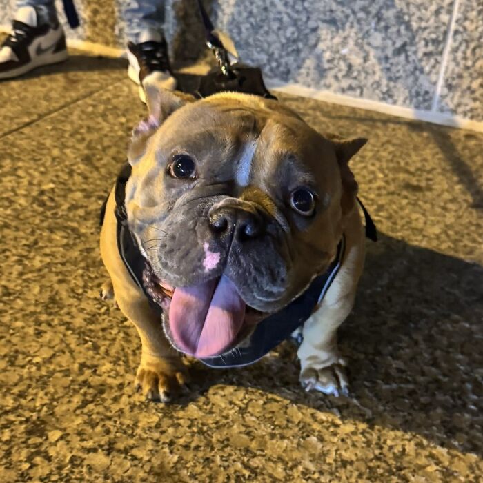 This Rescue Helped A Homeless Man Reunite With His Dog After Her Life-Saving Surgery