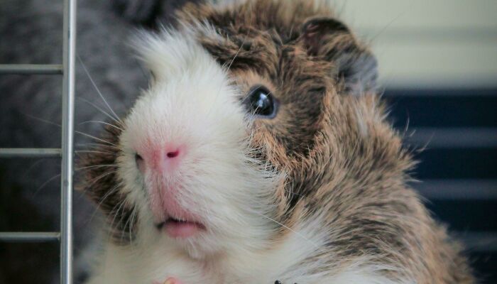 Deportation Crisis Leaves Guinea Pigs In Desperate Need Of Rescue