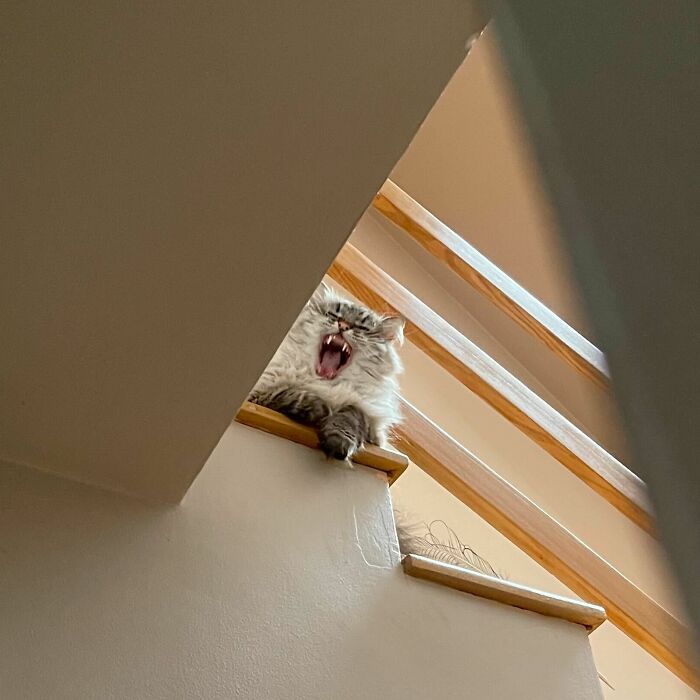 Hey Pandas, Share Your Funniest Accidental Photo (Closed)