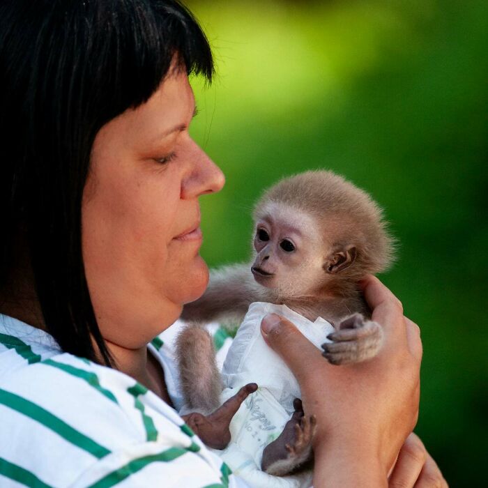 Meet Baby Gibbon Miki, Who Was Injured And Abandoned By His Mother