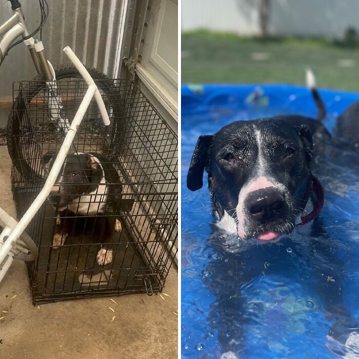 Oreo’s Rescue Journey Shows The Heart Of Famous Fido Rescue