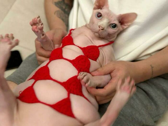 A hairless cat with heterochromia wearing a red crocheted outfit, held gently by a person, showcasing weird animal photos.