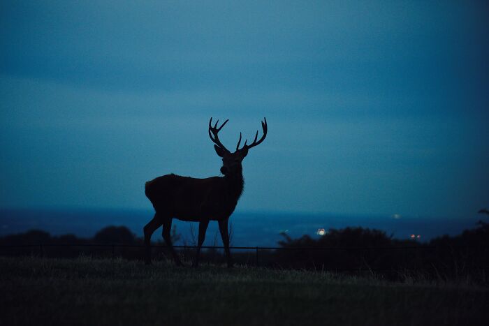 Silhouette of a deer with antlers at dusk in a dark, eerie landscape representing creepy and chilling spots in the U.S.