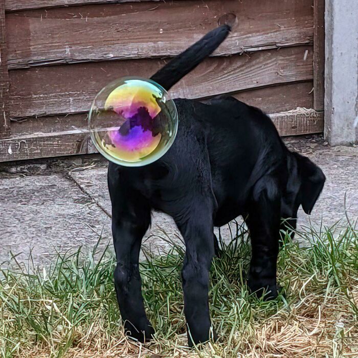 Black puppy standing in grass with a colorful soap bubble appearing near its tail in a weird animal photo moment.