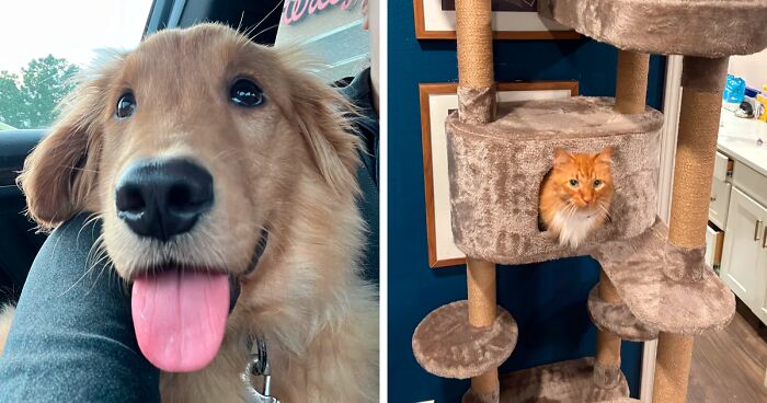 50 Joyful Faces Of Pets Who Finally Found Their Forever Homes (June Edition)