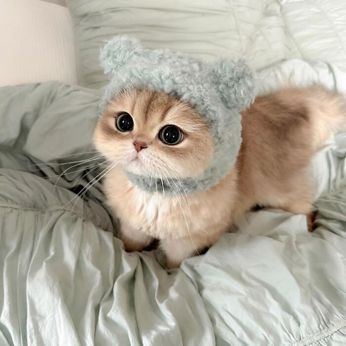 Fluffy cat wearing a knitted hat with ears, lying on a soft bed in an adorable pet pic to melt your heart.