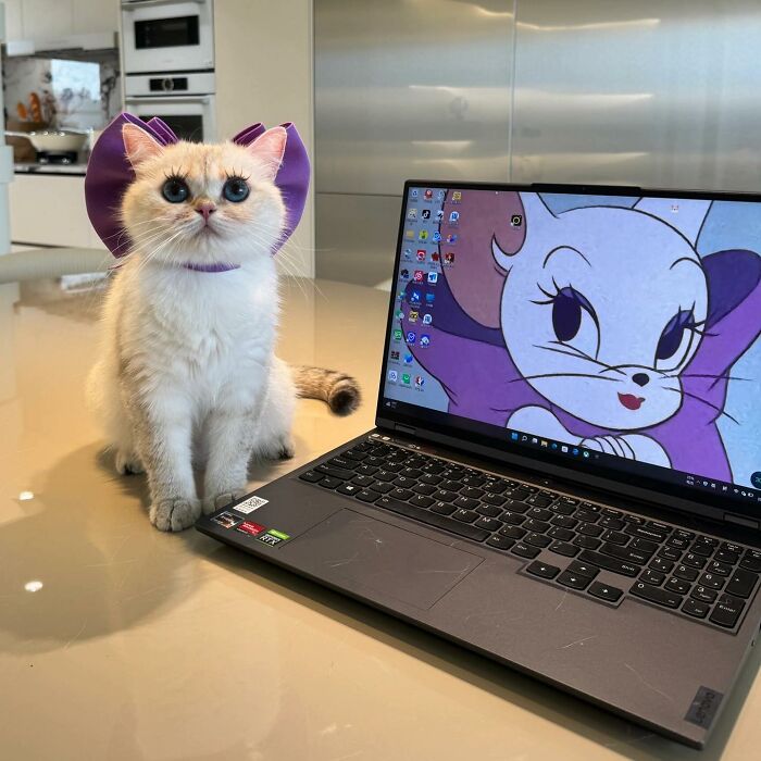 Adorable pet cat with big blue eyes and purple bow sitting next to a laptop with a cute animated cat on screen.
