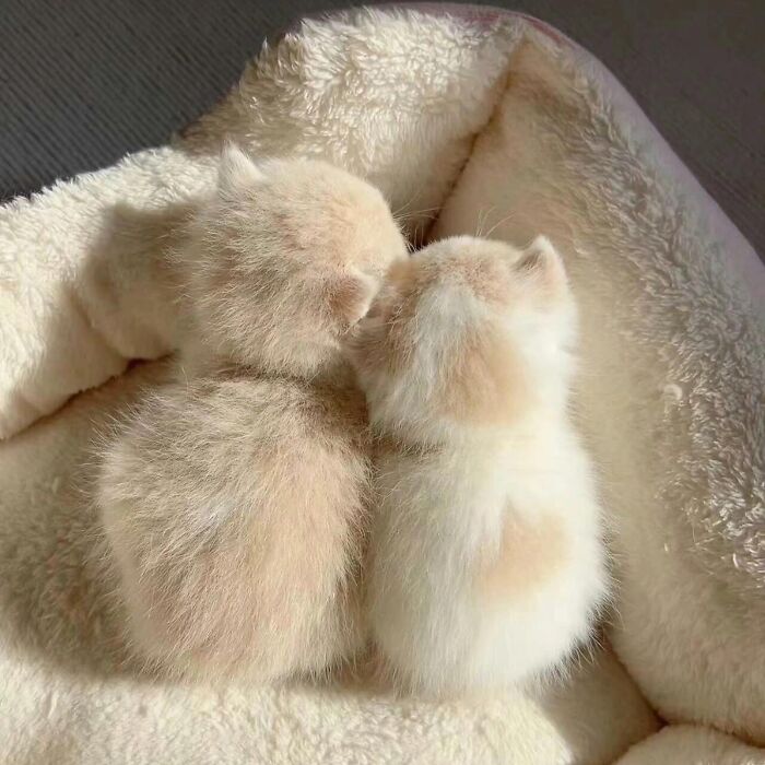 Two adorable fluffy kittens snuggled together in a soft, cozy pet bed, showcasing cute pet pics to melt hearts.