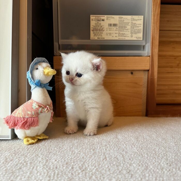 White fluffy kitten sitting next to a dressed-up stuffed duck, showcasing adorable pet pics that melt your heart immediately.