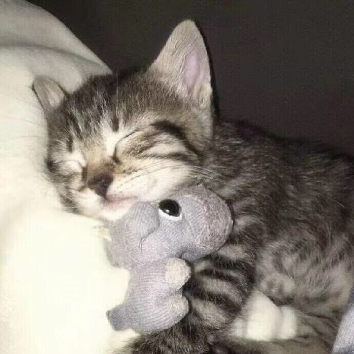 Sleeping tabby kitten cuddling a small stuffed animal, showcasing adorable pet pics to melt your heart immediately.