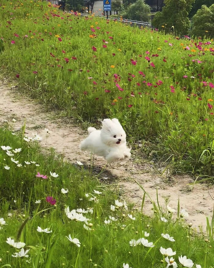 Small fluffy white dog mid-jump on a dirt path surrounded by colorful flowers in adorable pet pics.