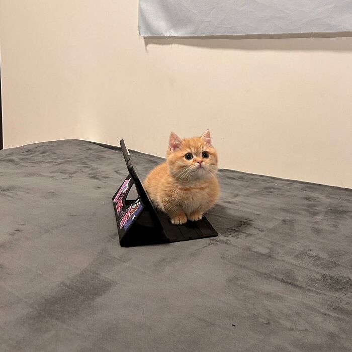 Fluffy orange kitten sitting on a tablet case on a gray bed, showcasing adorable pet pics that melt hearts instantly.