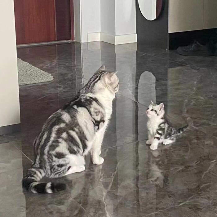 Two adorable cats, one adult and one kitten, sitting on a shiny floor in a home, showcasing adorable pet pics charm.