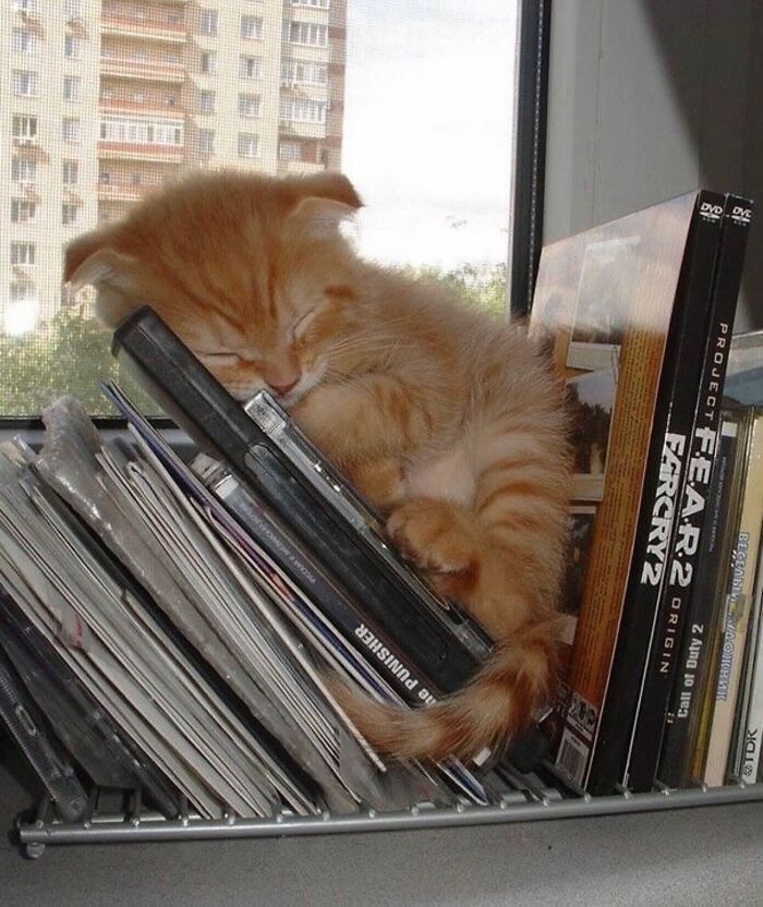 Orange kitten sleeping curled up among DVD cases on a windowsill, adorable pet pics that melt hearts immediately.