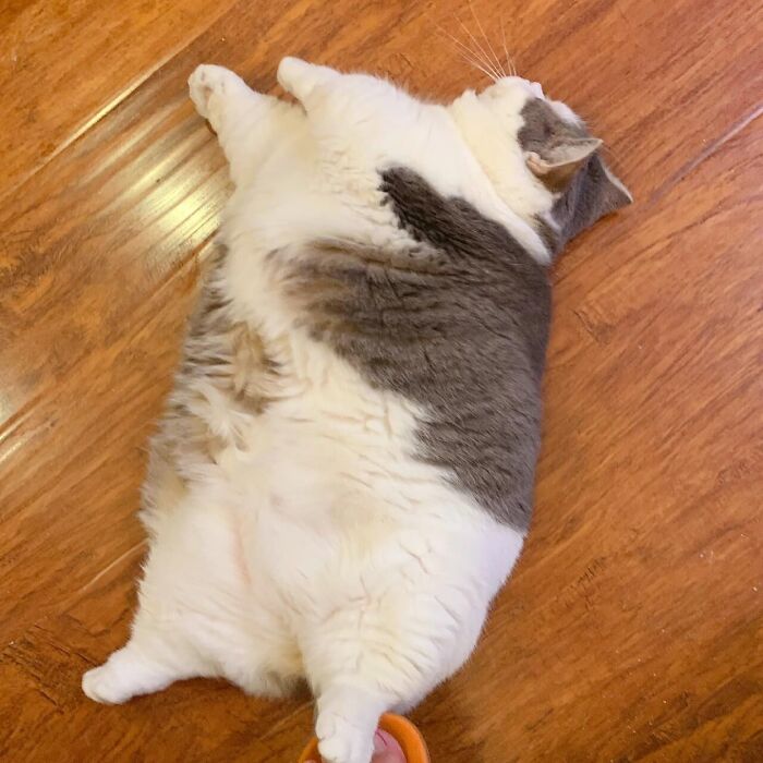 Chubby cat lying on wooden floor with white and gray fur in an adorable pet pic to melt hearts.