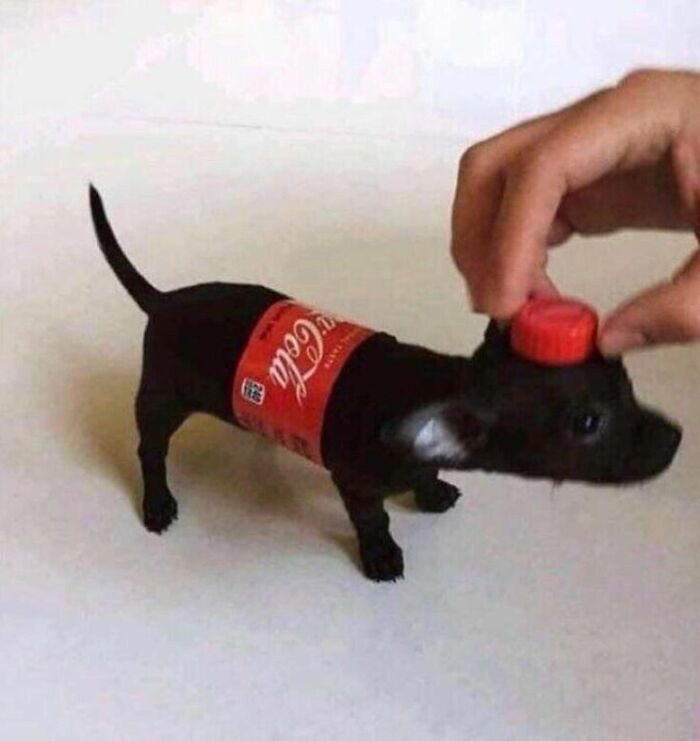 Small black dog dressed in a Coca-Cola bottle costume with a red cap on its head in an adorable pet pic.