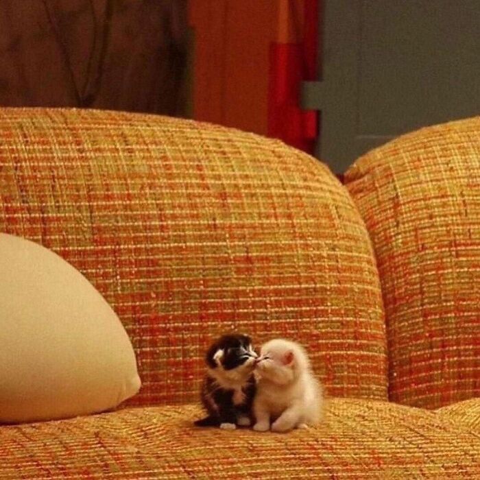 Two adorable kittens cuddling on an orange patterned couch in a cozy indoor setting, showcasing cute pet pics.