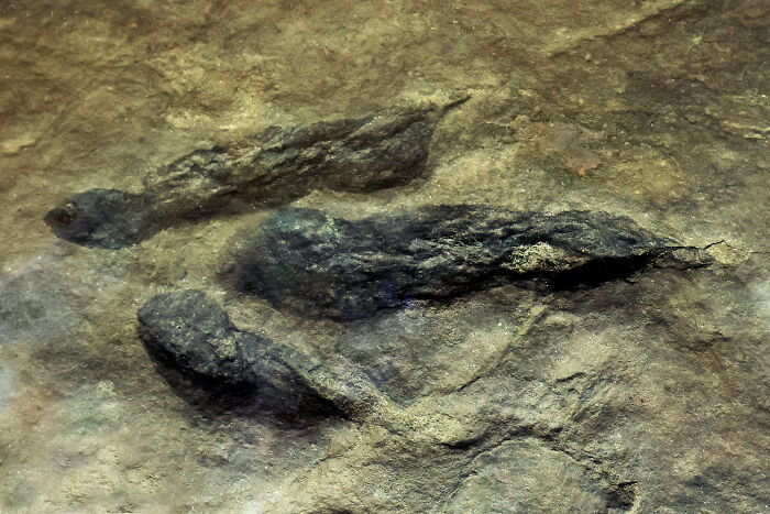 Close-up of fossilized dinosaur droppings embedded in rock, showcasing rare dinosaur facts from prehistoric times.