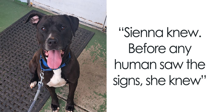 Rescue Dog At Shelter Sniffs Out Man’s Medical Emergency, Stuns Everyone With Hero Instincts