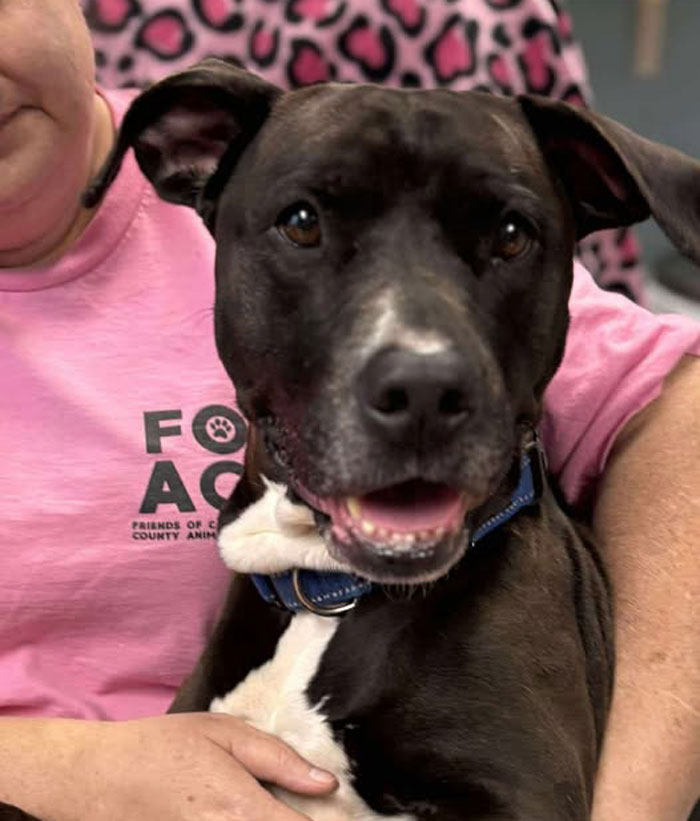 Shelter dog with black and white fur wearing a blue collar, sitting on a person’s lap inside an animal rescue center Shelter dog with black and white fur wearing a blue collar, sitting on a person’s lap inside an animal rescue center