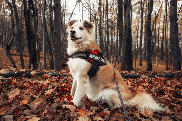 Shelter dog wearing service dog vest sitting in autumn forest among fallen leaves, alert and attentive. Shelter dog wearing service dog vest sitting in autumn forest among fallen leaves, alert and attentive.