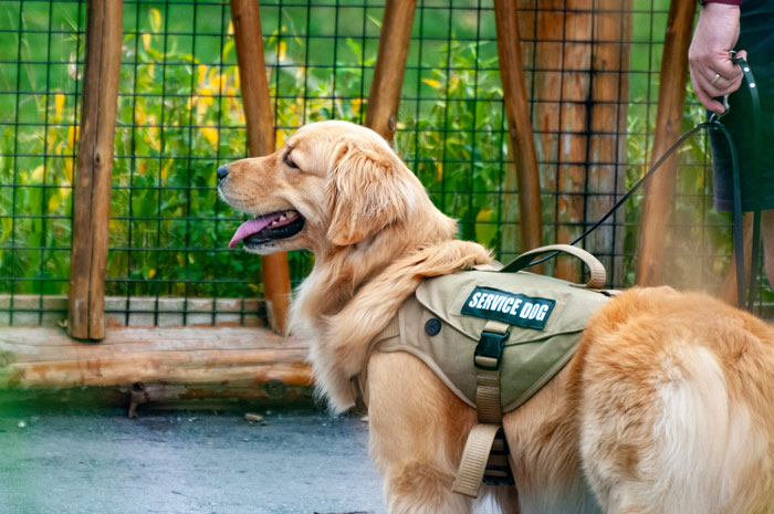 Golden retriever service dog in a harness standing on a leash, ready to assist with rescue and seizure support. Golden retriever service dog in a harness standing on a leash, ready to assist with rescue and seizure support.