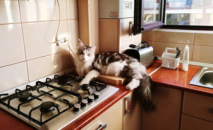 Cat resting on a kitchen countertop next to a gas stove, illustrating unusual habits related to nail biting including toenails.