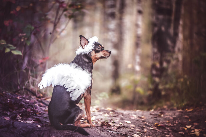 Small black and brown dog outdoors wearing white feathered wings and headpiece, showing creative freedom in a whimsical setting