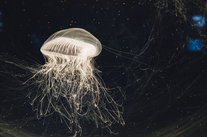 Jellyfish floating underwater with delicate tentacles spread, illustrating creative freedom in art teachers online examples.