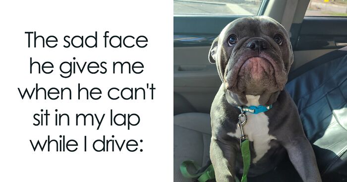 50 Cute And Funny Pics For Your Daily Dose Of Dog Content
