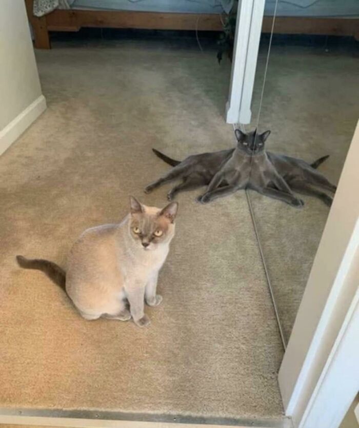 Cat sitting on carpet with strange mirror reflection showing unusual animal photo effect.