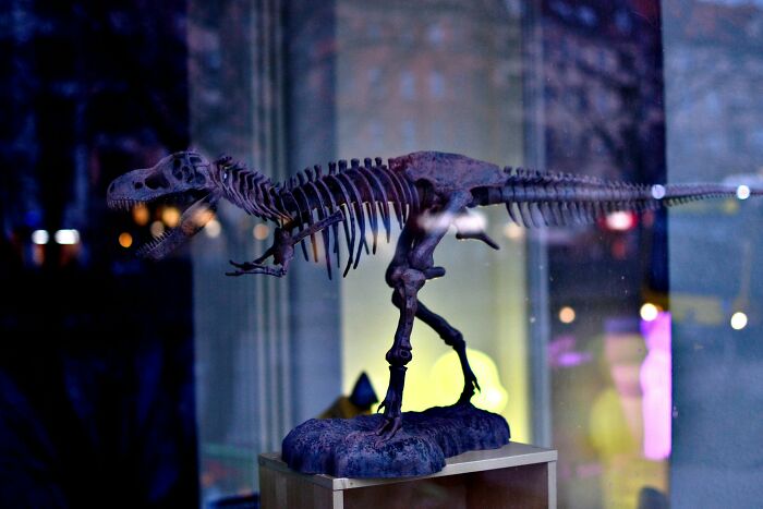Dinosaur skeleton model displayed in a museum showcasing dinosaur facts about their appearance and behavior.