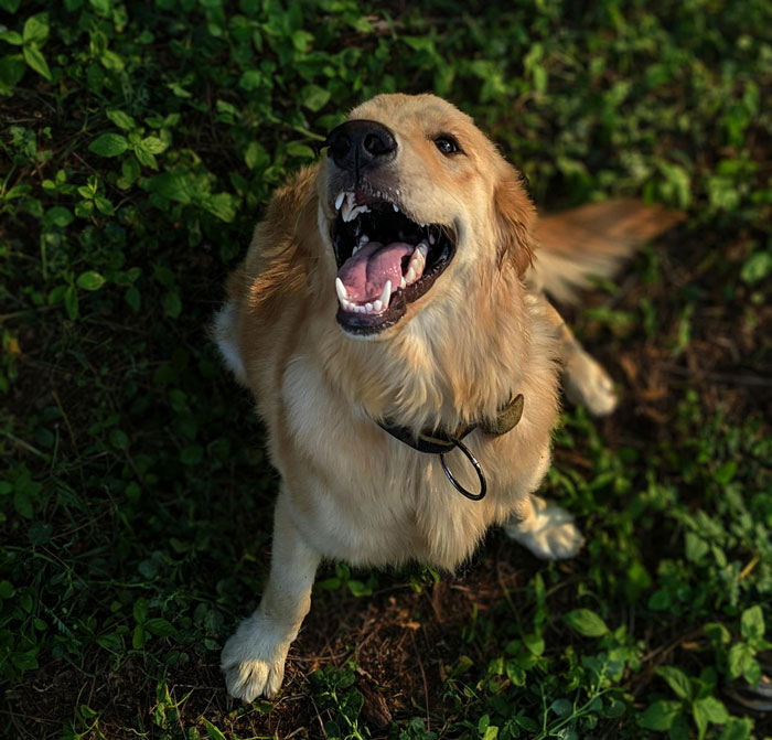 Golden retriever barking in a garden, capturing neighborhood drama around a barking dog and garden next door conflict. Golden retriever barking in a garden, capturing neighborhood drama around a barking dog and garden next door conflict.