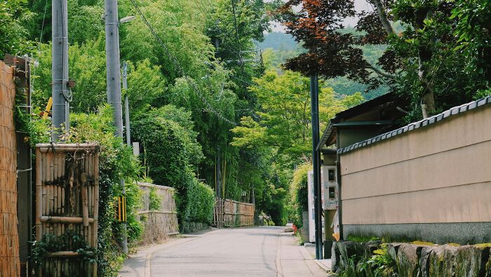 Quiet street in Japan lined with traditional walls and lush greenery reflecting big in Japan experiences.