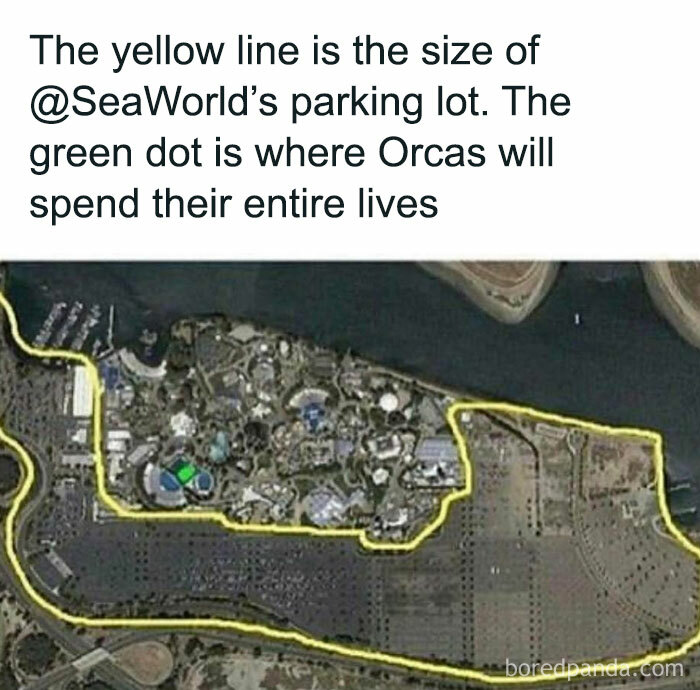 Aerial view showing the limited space where orcas live compared to SeaWorld’s large parking lot, illustrating traumatizing confinement.
