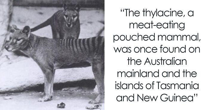 32 Animals That Sadly Went Extinct And Why