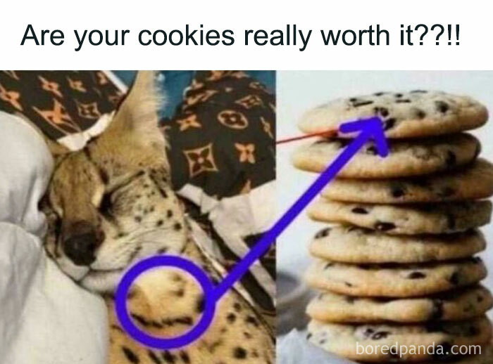 Cat sleeping with chocolate chip cookies, humorously illustrating absurd internet lies and playful internet humor.