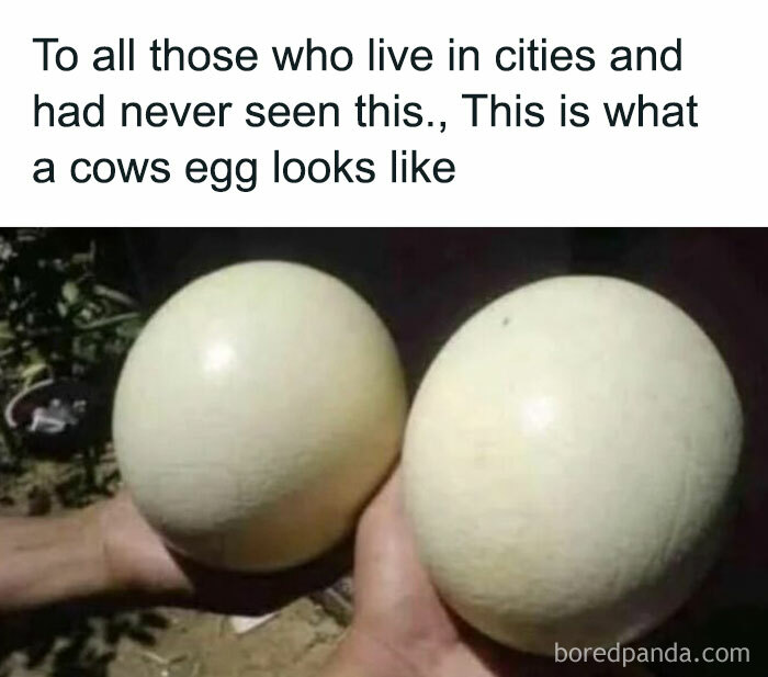 Two large round objects held in hands, illustrating a humorous and absurd internet lie about a cow's egg.