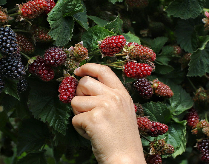 Hand picking ripe blackberries from green leafy bush, illustrating historical facts that appear as common knowledge but are incorrect.