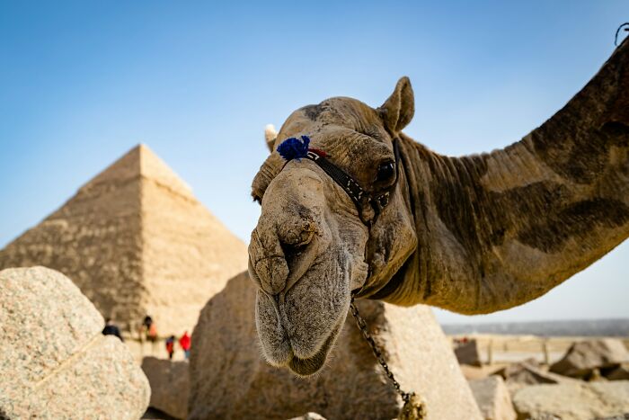 Close-up of a camel near the pyramid in a popular travel destination tourists sometimes warn to avoid.