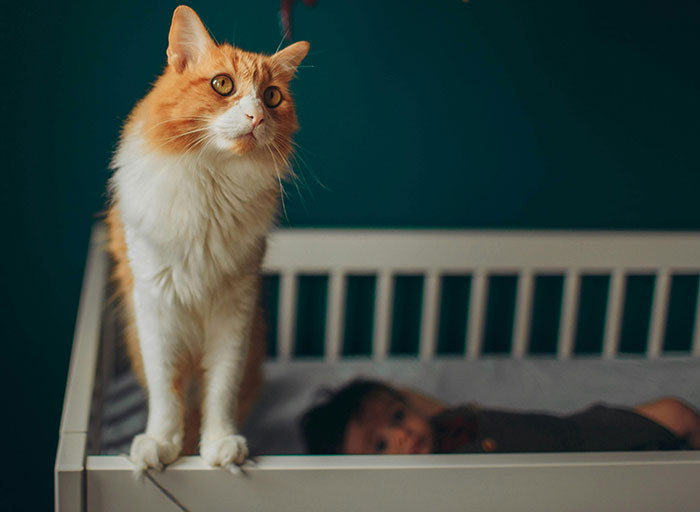 Orange and white cat standing on a crib railing next to a newborn baby lying inside, highlighting friend claims cat name newborn. Orange and white cat standing on a crib railing next to a newborn baby lying inside, highlighting friend claims cat name newborn.