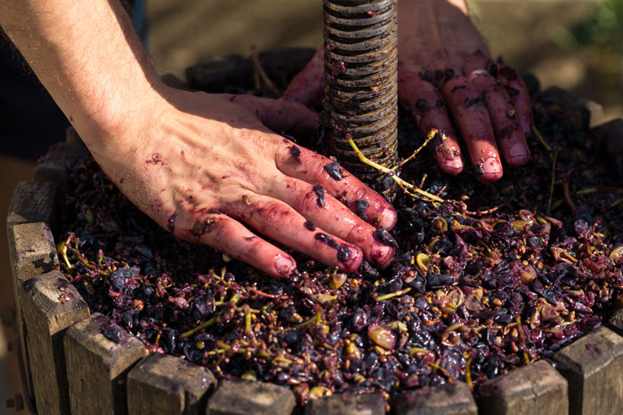 Hands crushing grapes for wine sample preparation outdoors in a rustic wooden container close-up.