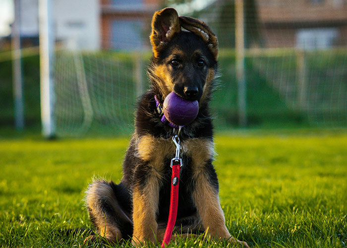 German shepherd puppy holding a purple ball outside on grass with fun and inappropriate kids blurted out stories concept